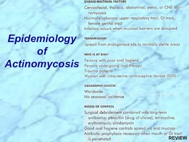 Epidemiology of Actinomycosis REVIEW