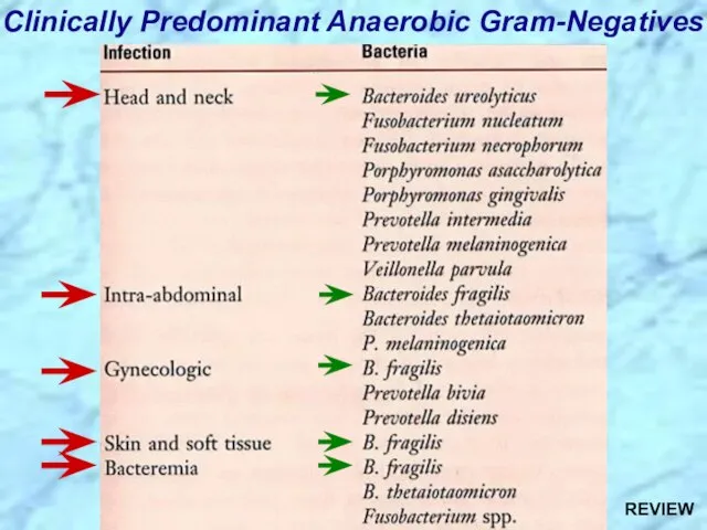 Clinically Predominant Anaerobic Gram-Negatives REVIEW