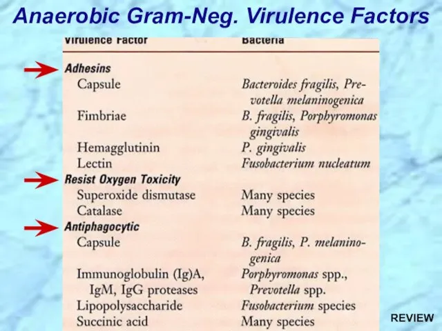 Anaerobic Gram-Neg. Virulence Factors REVIEW