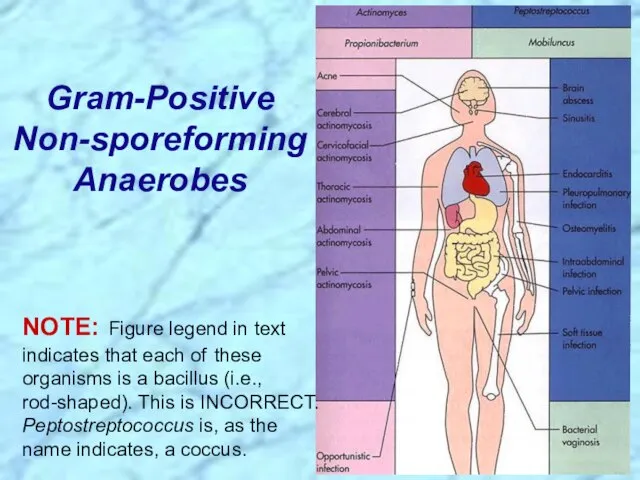 Gram-Positive Non-sporeforming Anaerobes NOTE: Figure legend in text indicates that each