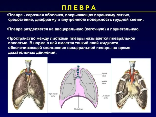 П Л Е В Р А Плевра - серозная оболочка, покрывающая