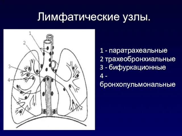 Лимфатические узлы. 1 - паратрахеальные 2 трахеобронхиальные 3 - бифуркационные 4 - бронхопульмональные