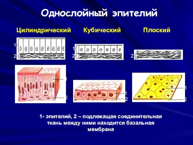 Цилиндрический Плоский Кубический 1- эпителий, 2 – подлежащая соединительная ткань между