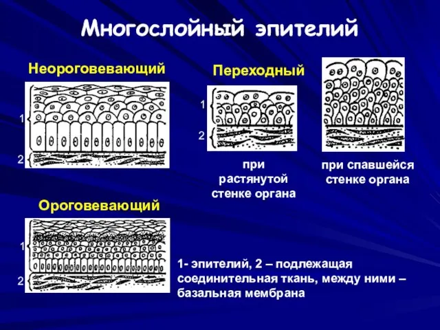 Ороговевающий Неороговевающий Переходный при растянутой стенке органа при спавшейся стенке органа