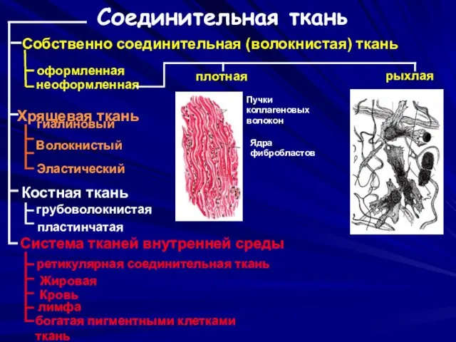 Собственно соединительная (волокнистая) ткань оформленная неоформленная Хрящевая ткань Эластический Волокнистый гиалиновый