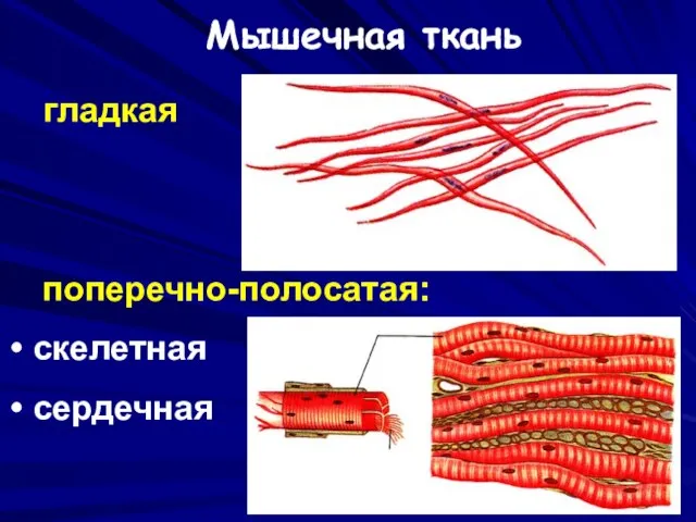 гладкая поперечно-полосатая: скелетная сердечная Мышечная ткань