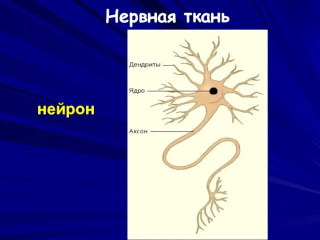 нейрон Нервная ткань