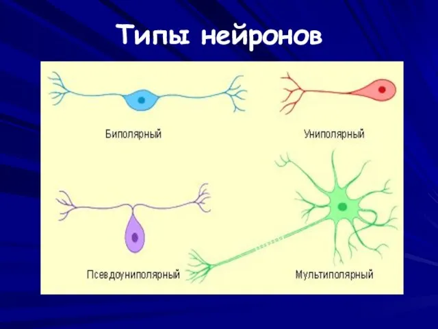 Типы нейронов