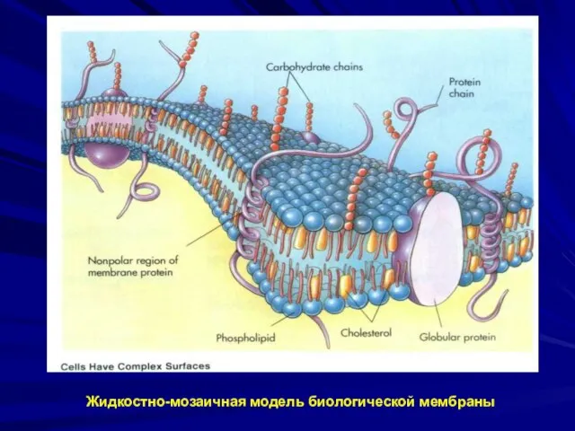 Жидкостно-мозаичная модель биологической мембраны