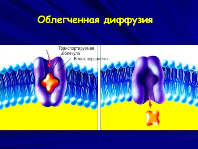 Облегченная диффузия