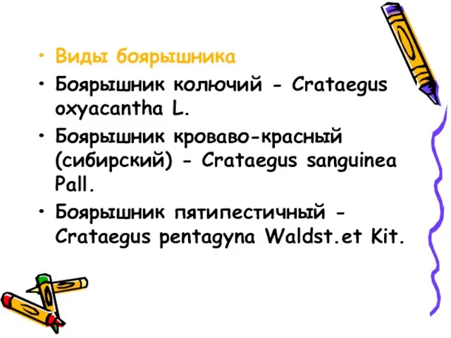 Виды боярышника Боярышник колючий - Crataegus oxyacantha L. Боярышник кроваво-красный (сибирский)