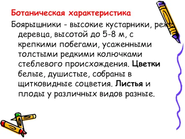 Ботаническая характеристика Боярышники - высокие кустарники, реже деревца, высотой до 5-8