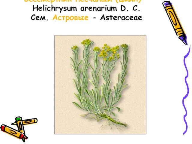 Бессмертник песчаный (цмин) - Helichrysum arenarium D. С. Сем. Астровые - Asteraceae