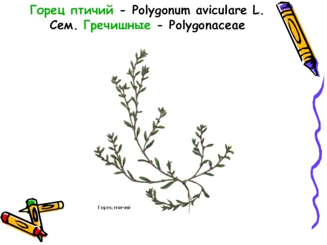 Горец птичий - Polygonum aviculare L. Сем. Гречишные - Polygonaceae