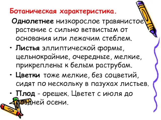 Ботаническая характеристика. Однолетнее низкорослое травянистое растение с сильно ветвистым от основания