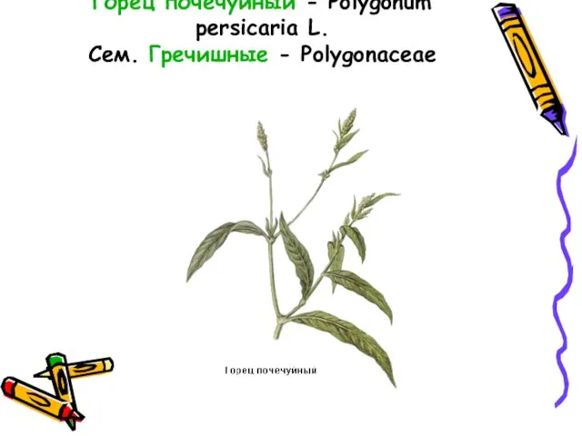 Горец почечуйный - Polygonum persicaria L. Сем. Гречишные - Polygonaceae