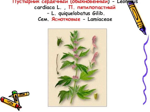 Пустырник сердечный (обыкновенный) - Leonurus cardiaca L. , П. пятилопастный –