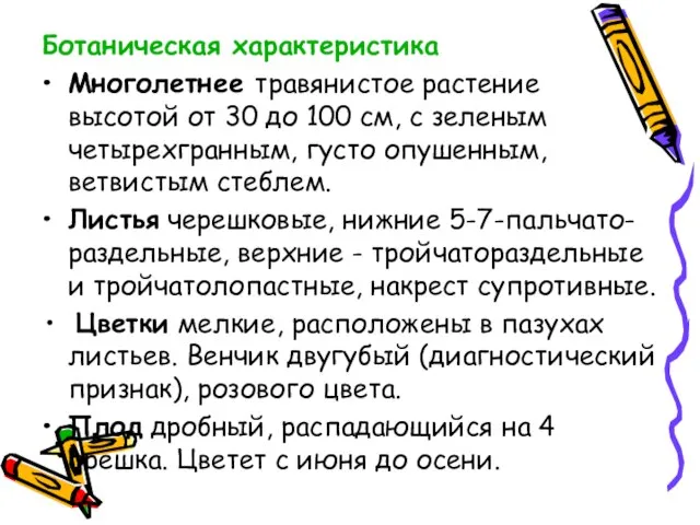 Ботаническая характеристика Многолетнее травянистое растение высотой от 30 до 100 см,