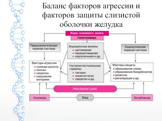 Баланс факторов агрессии и факторов защиты слизистой оболочки желудка