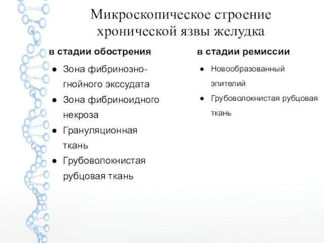 Микроскопическое строение хронической язвы желудка в стадии обострения Зона фибринозно-гнойного экссудата