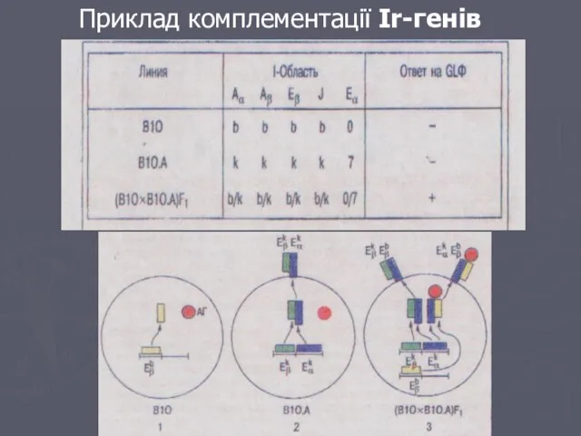 Приклад комплементації Ir-генів