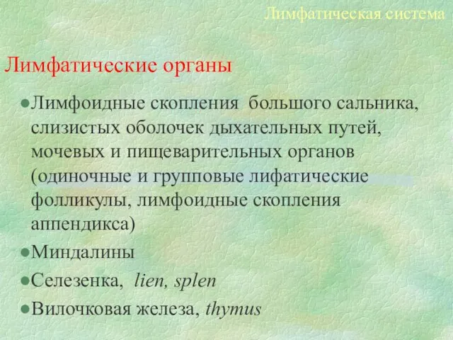 Лимфатические органы Лимфоидные скопления большого сальника, слизистых оболочек дыхательных путей, мочевых