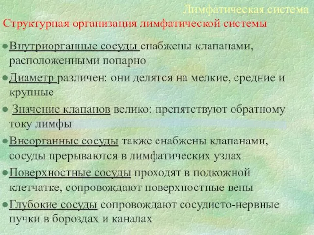 Структурная организация лимфатической системы Внутриорганные сосуды снабжены клапанами, расположенными попарно Диаметр