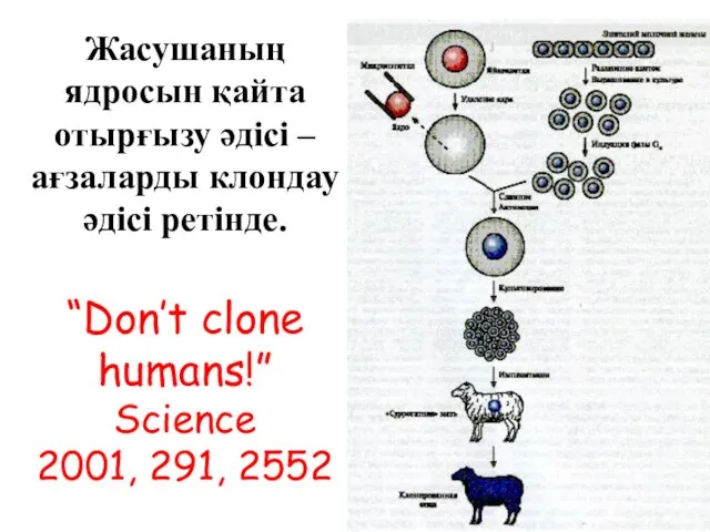 Жасушаның ядросын қайта отырғызу әдісі – ағзаларды клондау әдісі ретінде. “Don’t