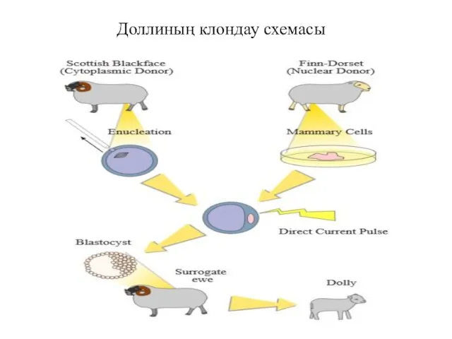 Доллиның клондау схемасы