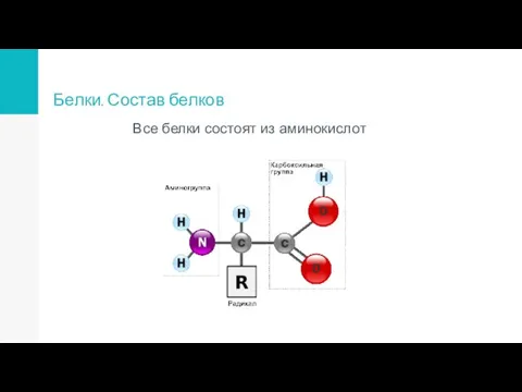 Белки. Состав белков Все белки состоят из аминокислот