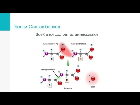 Белки. Состав белков Все белки состоят из аминокислот