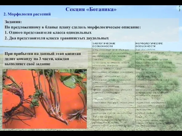 22 Секция «Ботаника» Задания: По предложенному в бланке плану сделать морфологическое