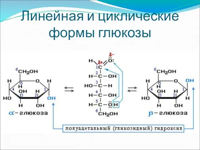 Линейная и циклические формы глюкозы