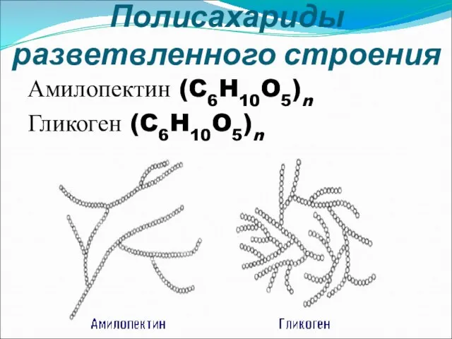 Полисахариды разветвленного строения Амилопектин (C6H10O5)n Гликоген (C6H10O5)n