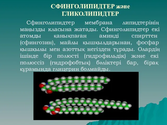 СФИНГОЛИПИДТЕР және ГЛИКОЛИПИДТЕР Сфинголипидтер мембрана липидтерінің маңызды класына жатады. Сфинголипидтер екі