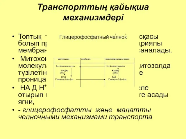 Транспорттың қайықша механизмдері Топтық транслокацияның өзіндік нұсқасы болып протондардың (Н+) митохондриялы