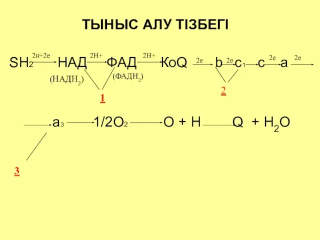 ТЫНЫС АЛУ ТІЗБЕГІ SH2 НАД ФАД КоQ b c1 c a