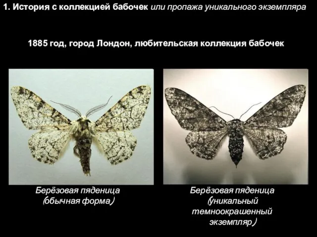 1. История с коллекцией бабочек или пропажа уникального экземпляра 1885 год,