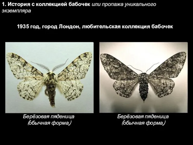 1. История с коллекцией бабочек или пропажа уникального экземпляра 1935 год,