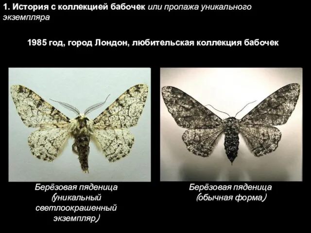 1. История с коллекцией бабочек или пропажа уникального экземпляра 1985 год,