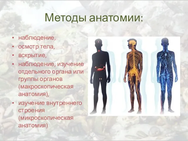 Методы анатомии: наблюдение, осмотр тела, вскрытие, наблюдение, изучение отдельного органа или