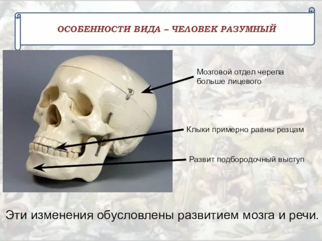 ОСОБЕННОСТИ ВИДА – ЧЕЛОВЕК РАЗУМНЫЙ Мозговой отдел черепа больше лицевого Клыки