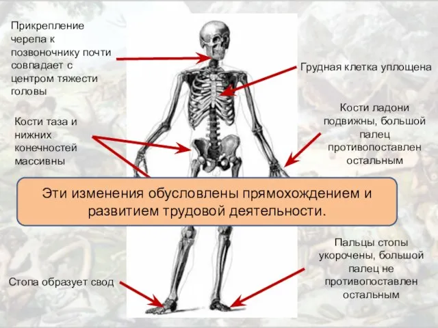 Прикрепление черепа к позвоночнику почти совпадает с центром тяжести головы Грудная