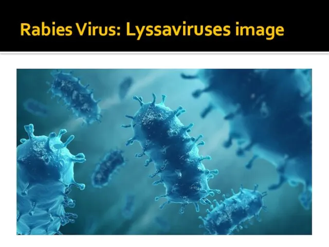 Rabies Virus: Lyssaviruses image
