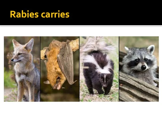 Rabies carries