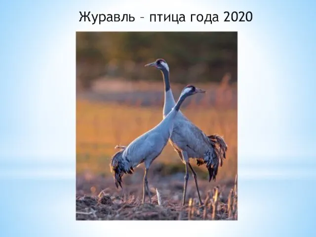 Журавль – птица года 2020