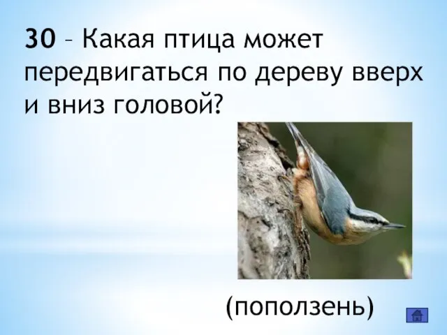 30 – Какая птица может передвигаться по дереву вверх и вниз головой? (поползень)