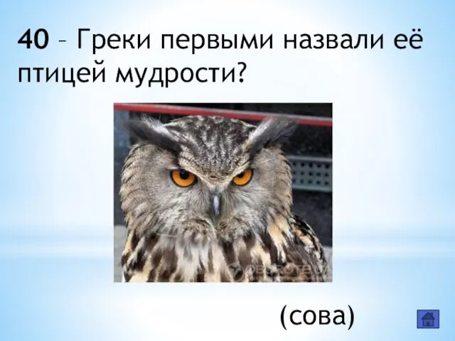 40 – Греки первыми назвали её птицей мудрости? (сова)