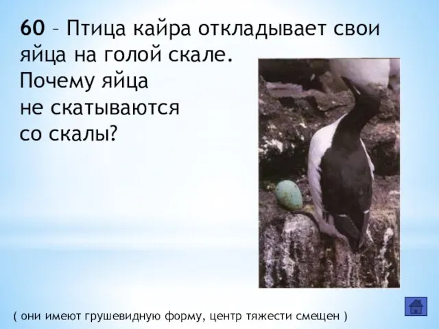 60 – Птица кайра откладывает свои яйца на голой скале. Почему