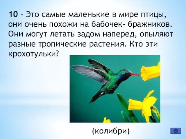 10 – Это самые маленькие в мире птицы, они очень похожи